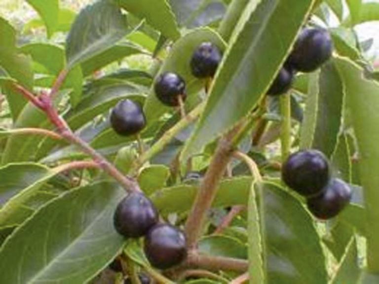 Prunus l. Angustifolia Frucht