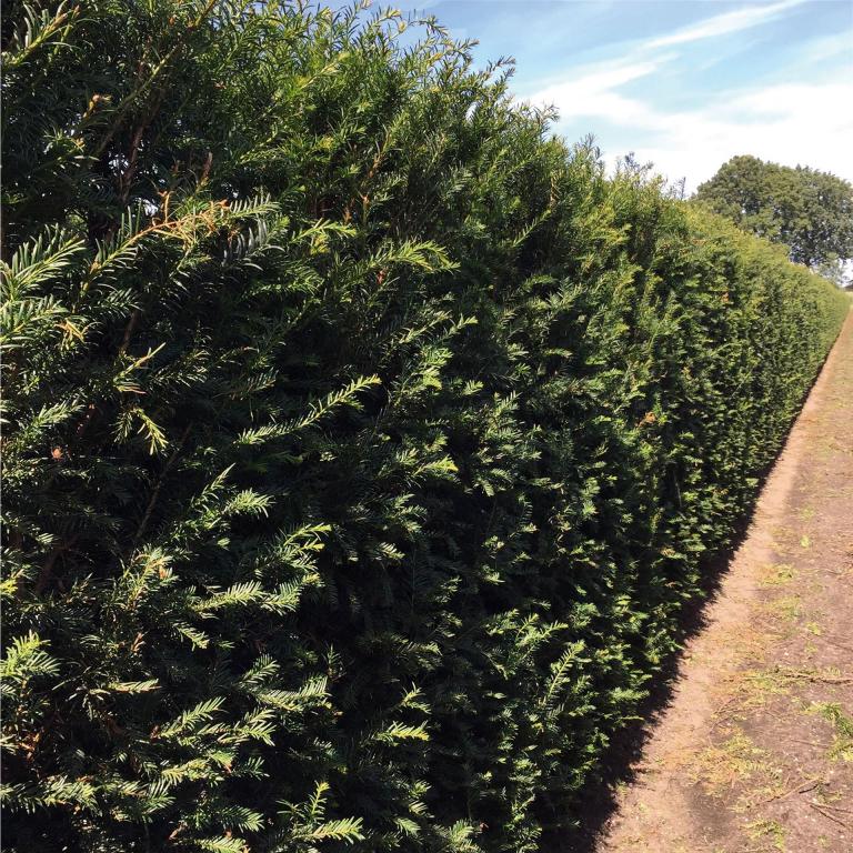 Taxus baccata im Sommer