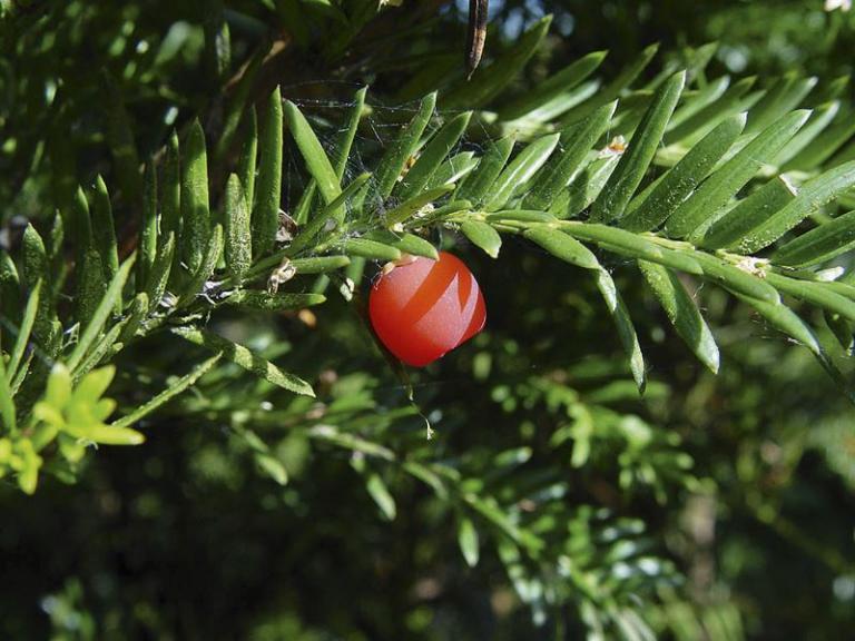 Taxus baccata Frucht